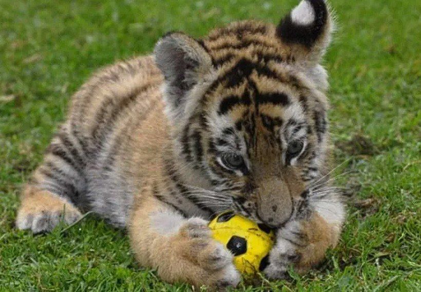 ��������������� ���������� ������� ��������� �������