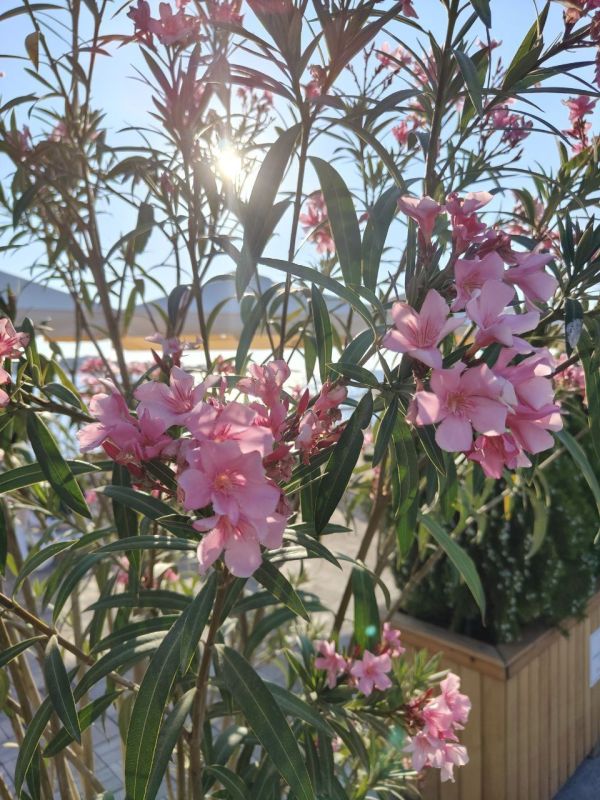 � ������ �����. ����� ������-�������� 7-12�/�