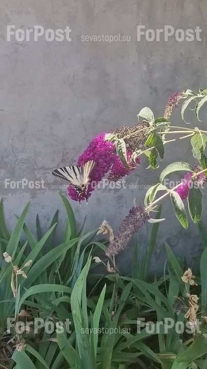 ������ ������������: ����� ������ ���� ����������� �� ��������?