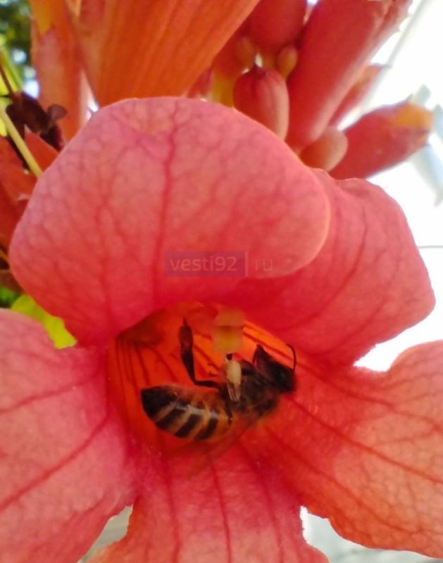 � ������ ��������� �����, �����������!