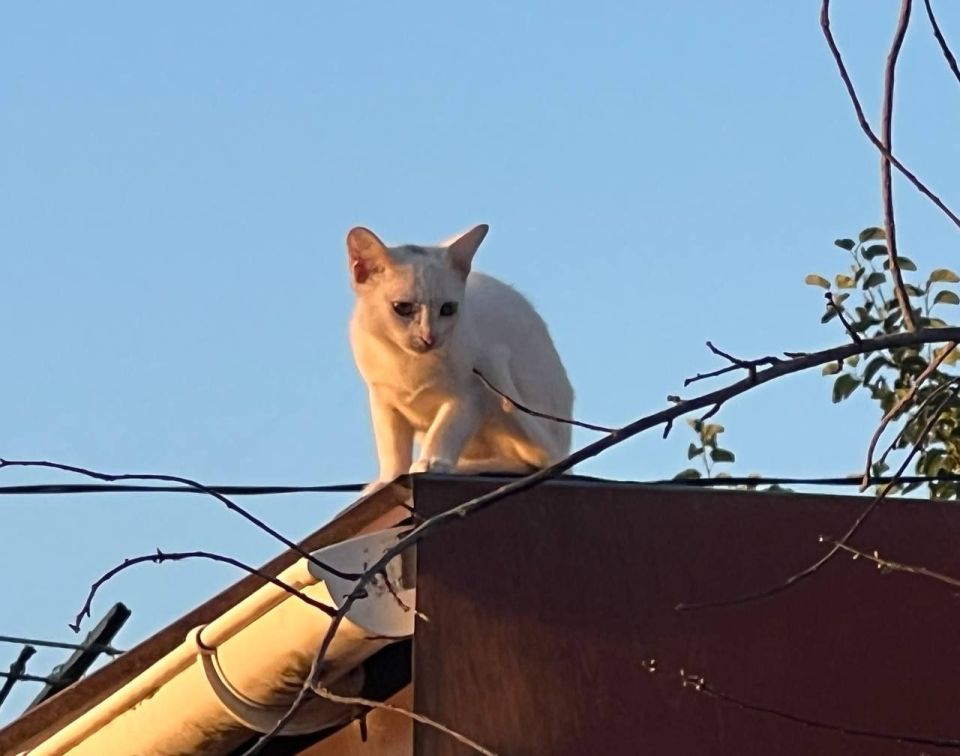 ������ ��������� �����. ����: ������ ��������� �� ���-������������