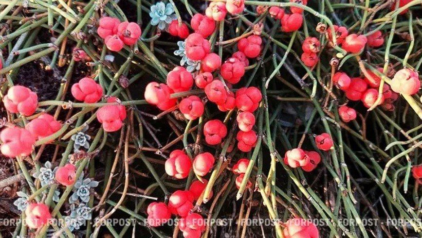 К концу лета в степях и предгорных районах Крыма можно встретить яркие «пятна» из красных ягод — так плодоносят крохотные кустарники эфедры