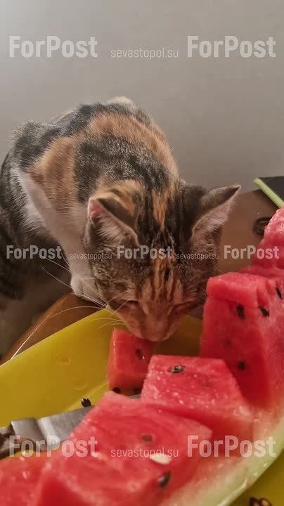 Когда твой пушистый гурман точно знает толк в летних лакомствах