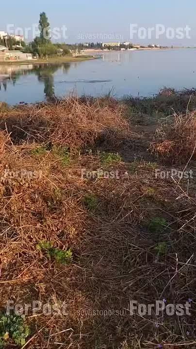 В районе Омеги перед приездом губернатора почистили берег от сухостоя, сообщает наша коллега в тг-канале "Приключения губернатора"