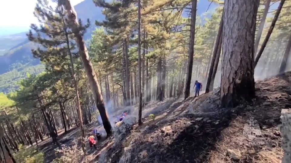 Удар молнии в дерево стал причиной пожара на территории заповедника в Ялте — мэр города Павленко