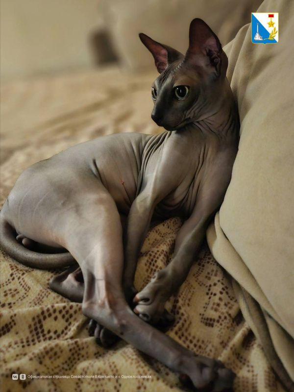 На выходных в Севастополе привили 180 питомцев