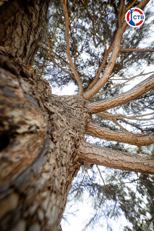 ���� ������� ������� �� 20 �������