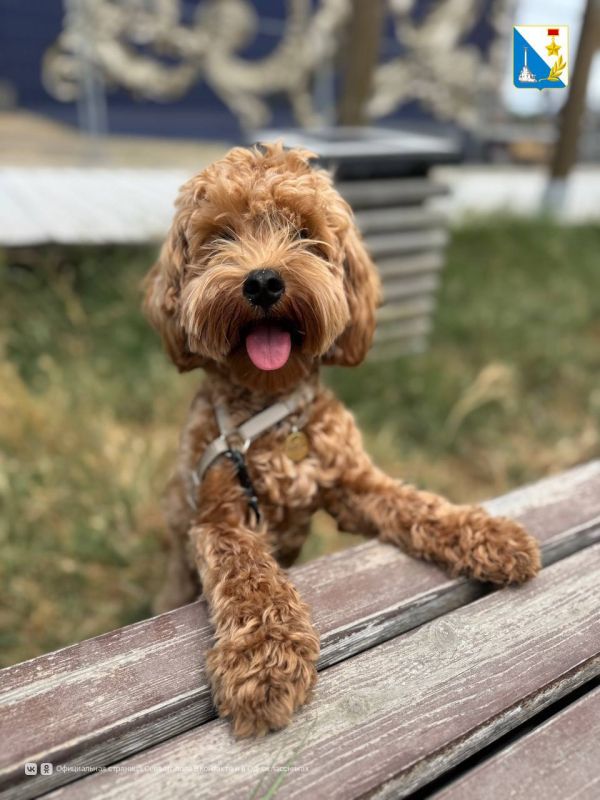 На этой неделе специалисты госветслужбы проведут вакцинацию собак и кошек против бешенства 16 августа: