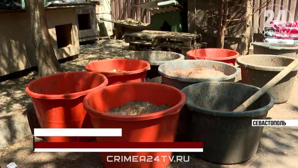 Тупик в собачьем деле: куда переселить 200 питомцев, если приютов в Севастополе нет