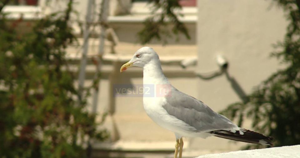 Доброе утро, Севастополь!. В первой половине дня ожидается ясная погода, а во второй — облачность