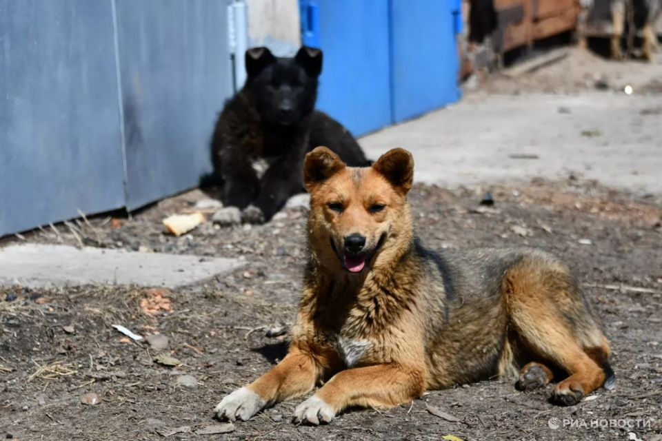 Ребенку и бабушке, которых покусали собаки в Севастополе, выплатят 80 тысяч рублей компенсации