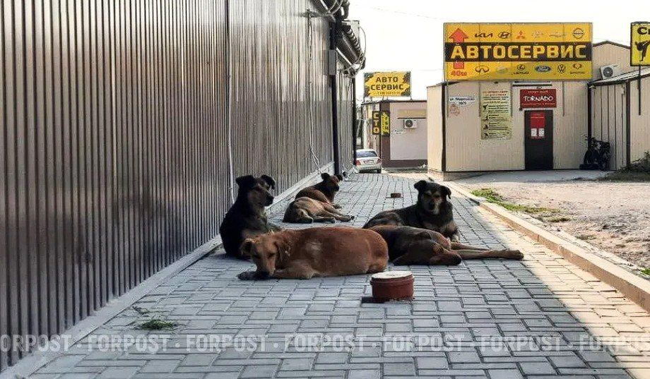 Прокуратура заставила горхоз Севастополя заплатить за нападение собак на людей