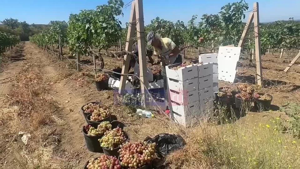 В Севастополе стартовал сбор урожая винограда