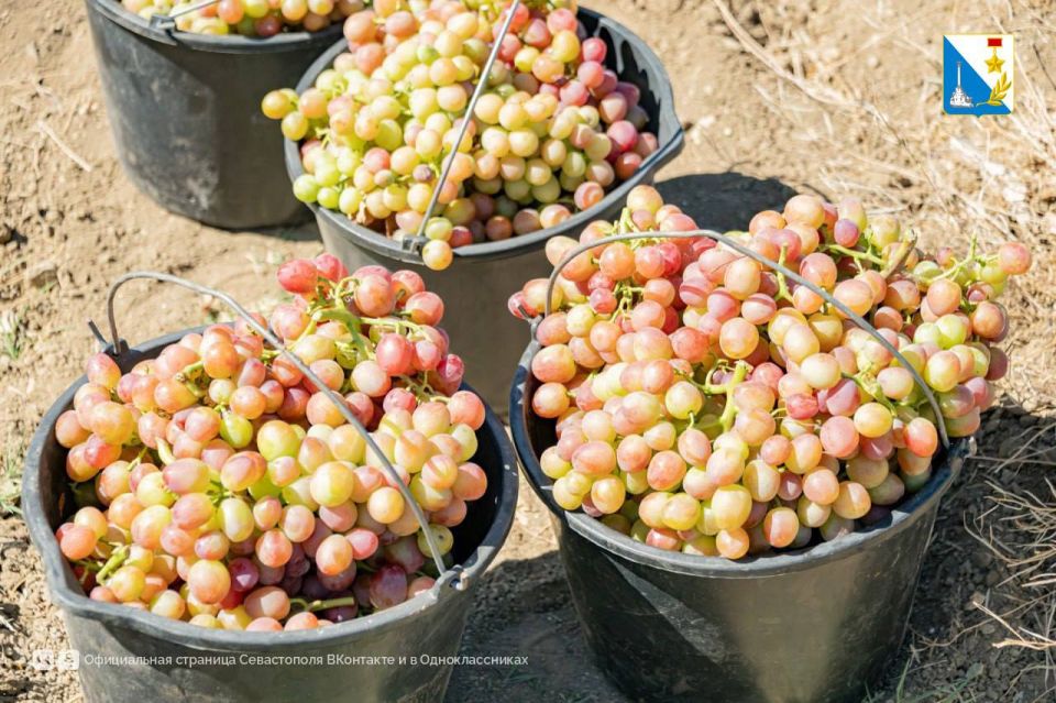 Приступили к сбору столового винограда