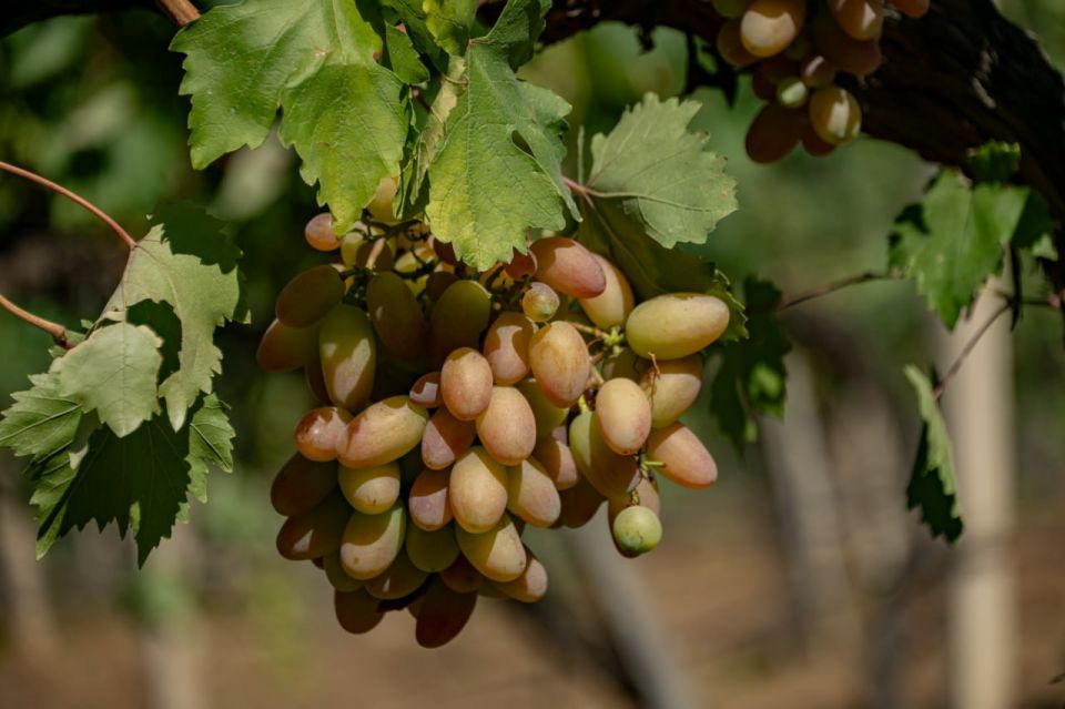 � ����������� �������� ������� ������ � ������ ����� ���������