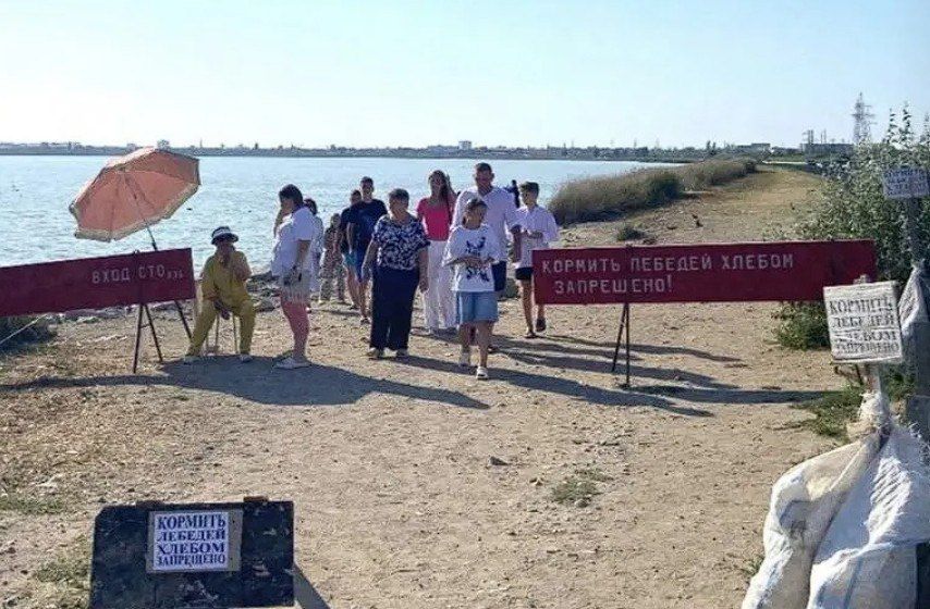 "Бизнес-схема" у лебединого озера: за встречу с птицами требуют 100 рублей