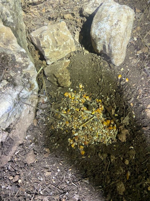 �������� ����: ��������� �� ������ ����������� �����������