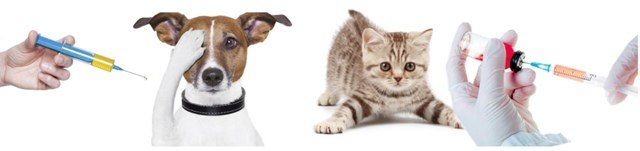 ���������� ����������� ������ ����������� ����������� � ���������� ��������������������� ������������