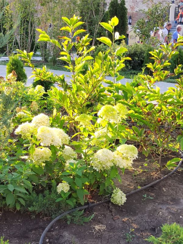 #��� �� ��������?. ����� ������, ��������� ������ ������� �������� � ������ ��������, ����� �������� "������ �������� ������"? ����: ���� ��������� ���������� ����� ��������� �� ���-������������