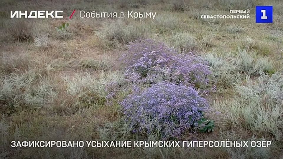 Усыхание гиперсолёных озёр Крыма зафиксировали учёные ИНБЮМ им. Ковалевского