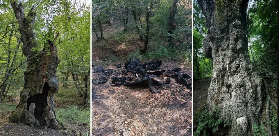 В Севастополе варвары сожгли 200-летний дуб у тропы к Храму Солнца