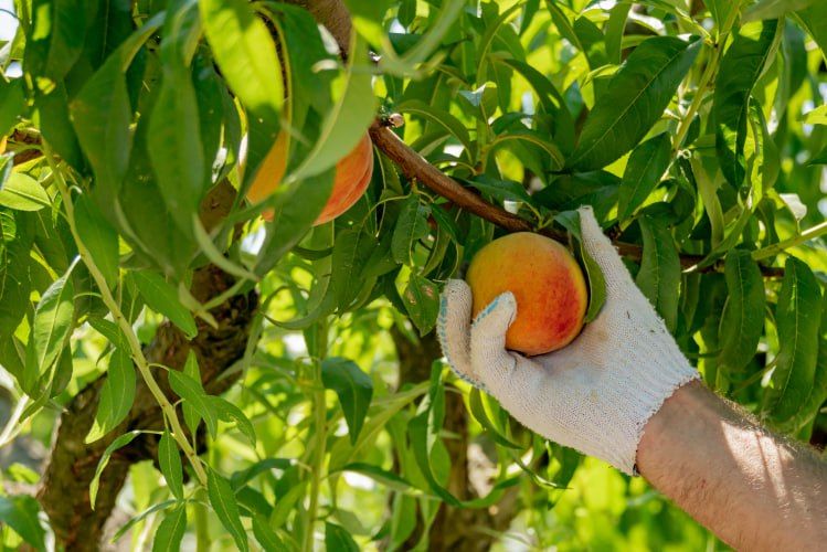 �������������� ���������� �������� �������� �� ������� ��������� �����