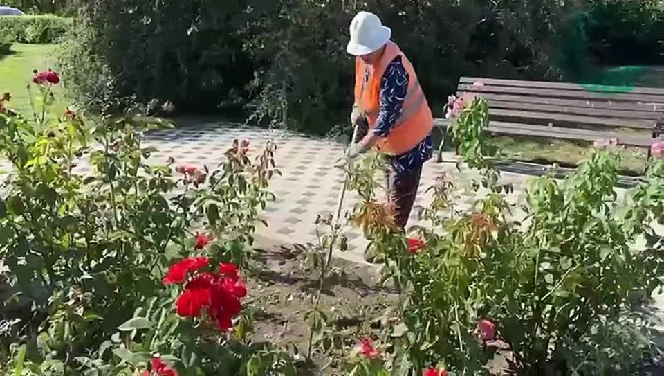 Специалисты «Парков и Скверов» провели обрезку и прополку роз в розарии сквера у Гагаринской администрации