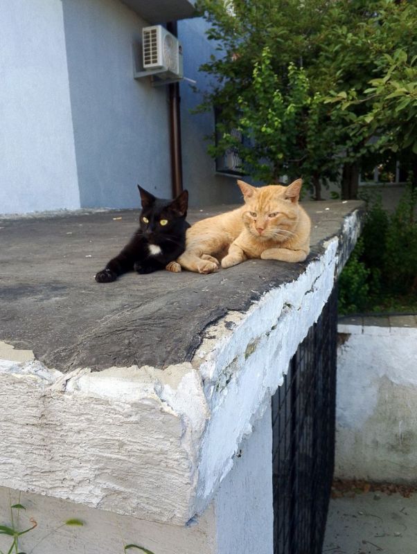 ������ ����, �����������!. 16 ������� � ����������� ����� �����������