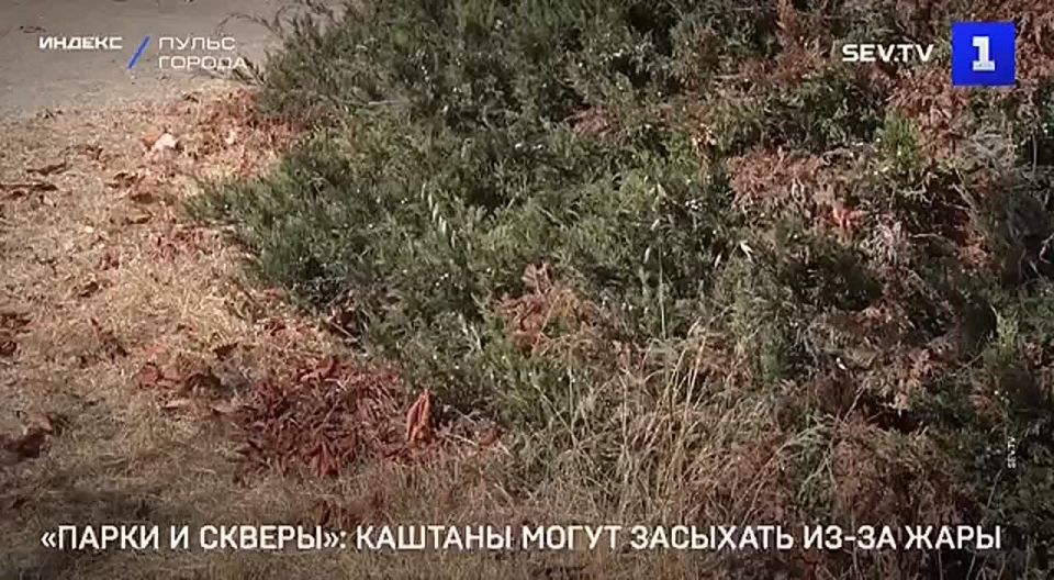 Каштаны в Севастополе могут засыхать из-за жары — «Парки и Скверы»