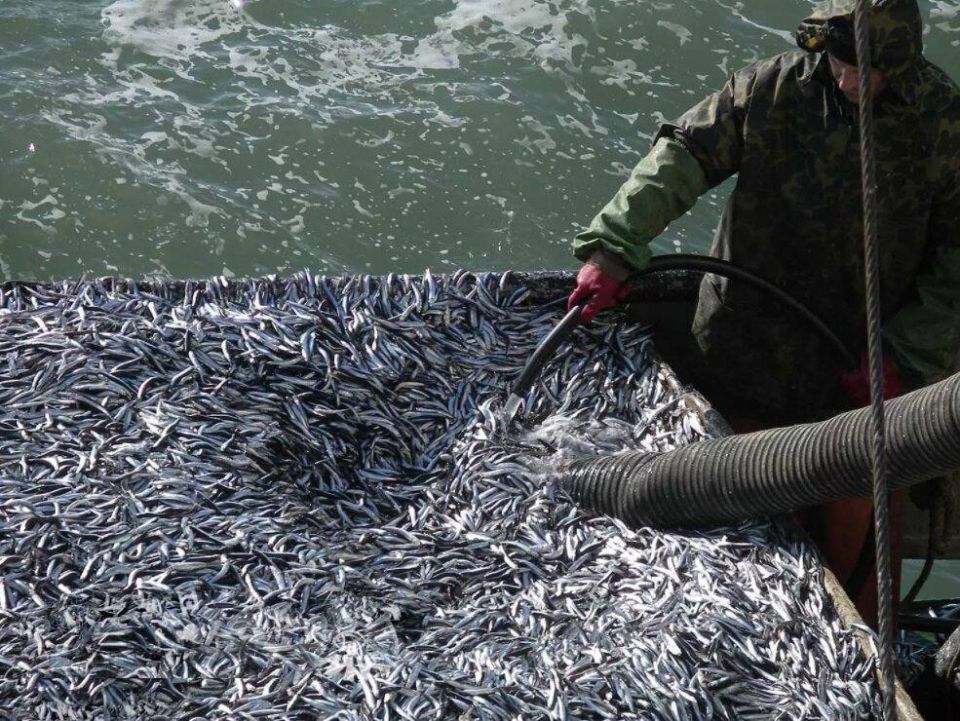 Объёмы добычи рыбы в Азовском и Чёрном морях на 47% превышают показатели прошлого года – Росрыболовство