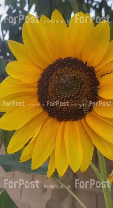 Севастополь готовится к бархатному сезону, но лето не торопится покидать наши края