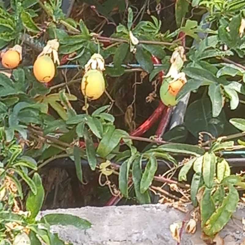 #Что за растение?. Увидела вчера на дворовом заборе в Дюльбере