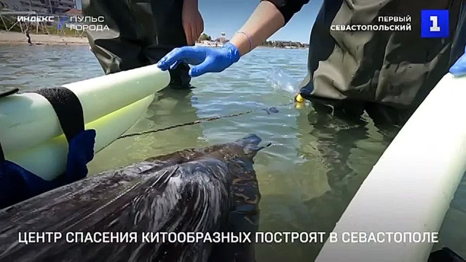 Центр реабилитации китообразных построят в Севастополе