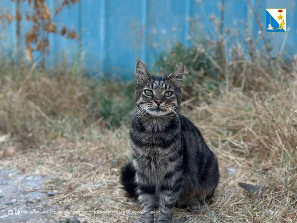 Продолжаем вакцинацию. 16 августа госветслужба Севастополя провела выездную бесплатную вакцинацию собак и кошек против бешенства в Нахимовском районе, в микрорайонах Бартеньевка и Радиогорка