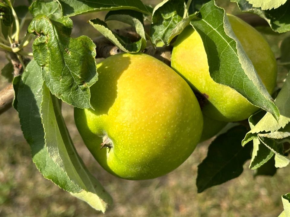 �������� ������: ������� ������������ ������� �������� �������� ������������ ��������