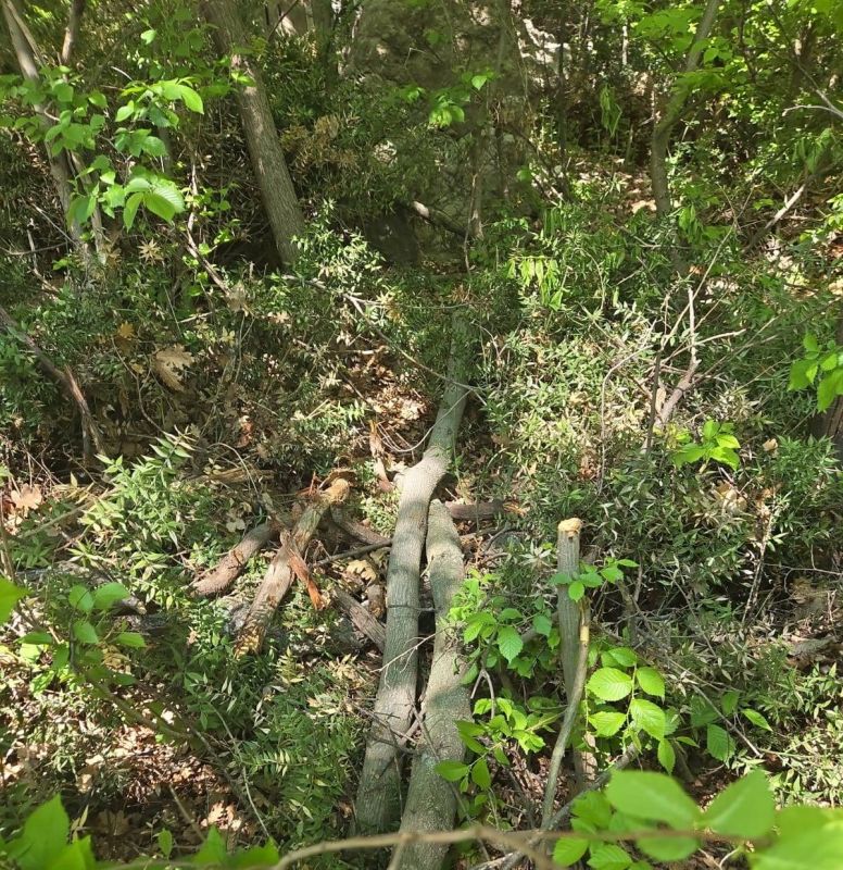 Прокуратура возбудила уголовные дела по фактам незаконной рубки леса и нарушения режима заказника «Ласпи»