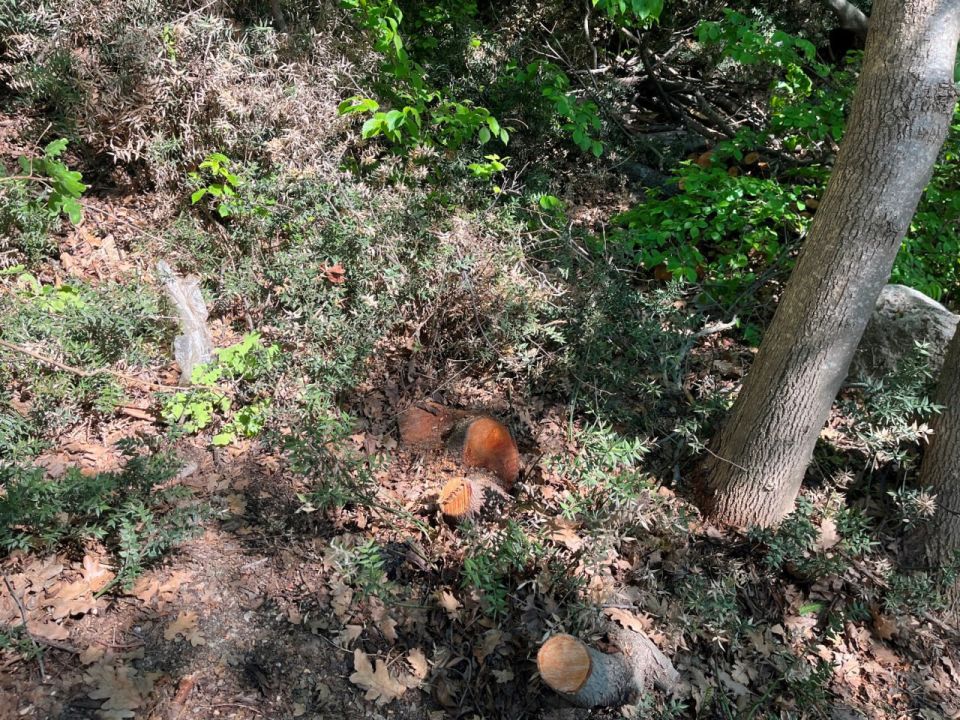 В заказнике Ласпи вырубили краснокнижные деревья