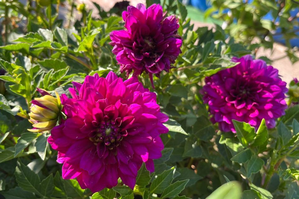 #Что за растение?. Этот роскошный цветок родом из Мексики, где ацтеки называли его «кококсочотль» — «водяная трубка»