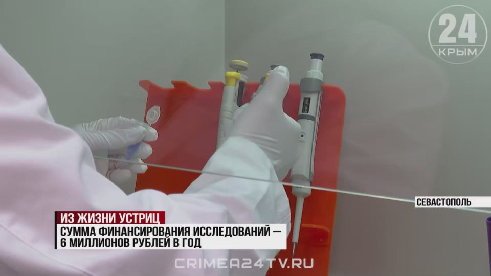 Севастопольские учёные борются с глобальной проблемой высокой смертности моллюсков