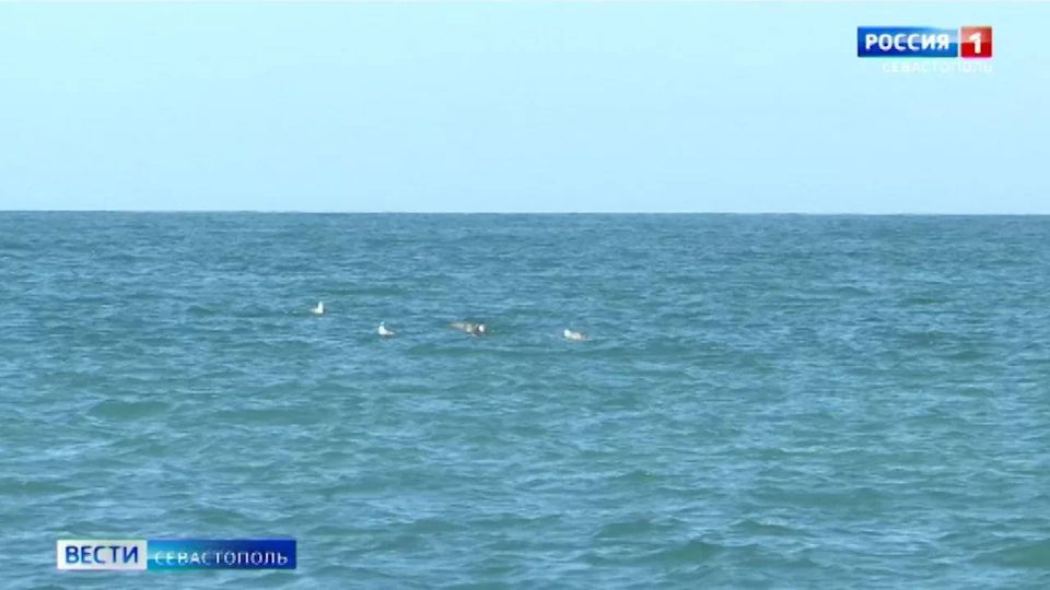 В Севастополе утонул мужчина на пляже парка Победы