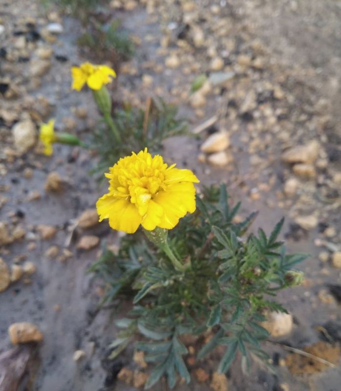 #Что за растение?. Эти яркие, похожие на маленькие солнца цветы источают пряный аромат и отпугивают вредителей от соседних растений