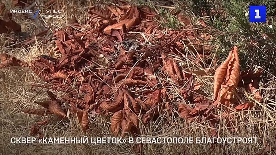 Сквер «Каменный цветок» у ТЦ «Муссон» приведут в порядок – губернатор