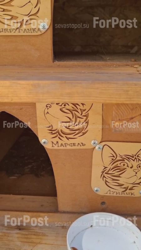 Элитное жилье для котиков с полным пансионом