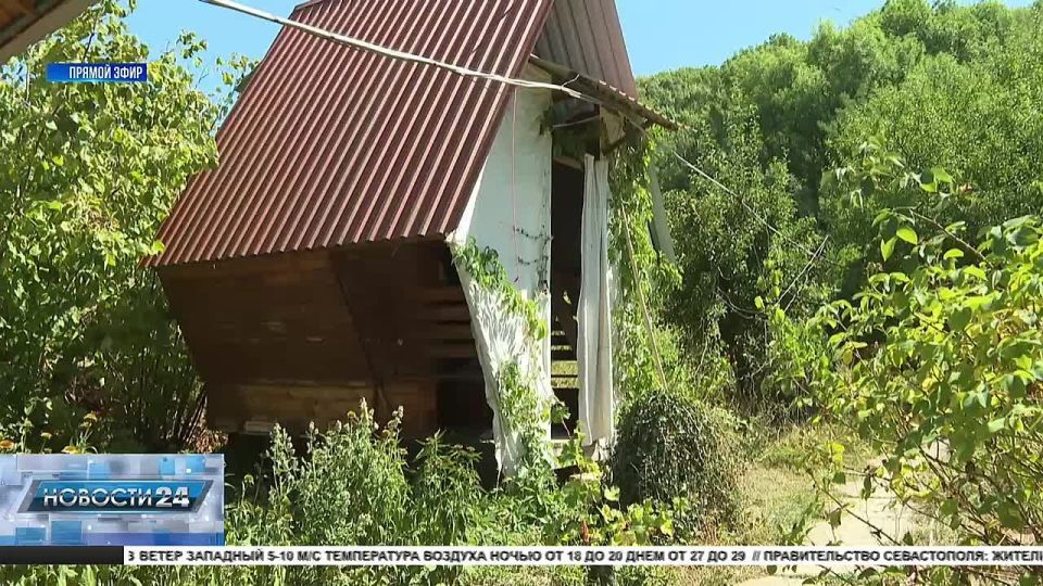 Тихое жужжание и запах прополиса: В Севастополе набирает популярность сон на ульях