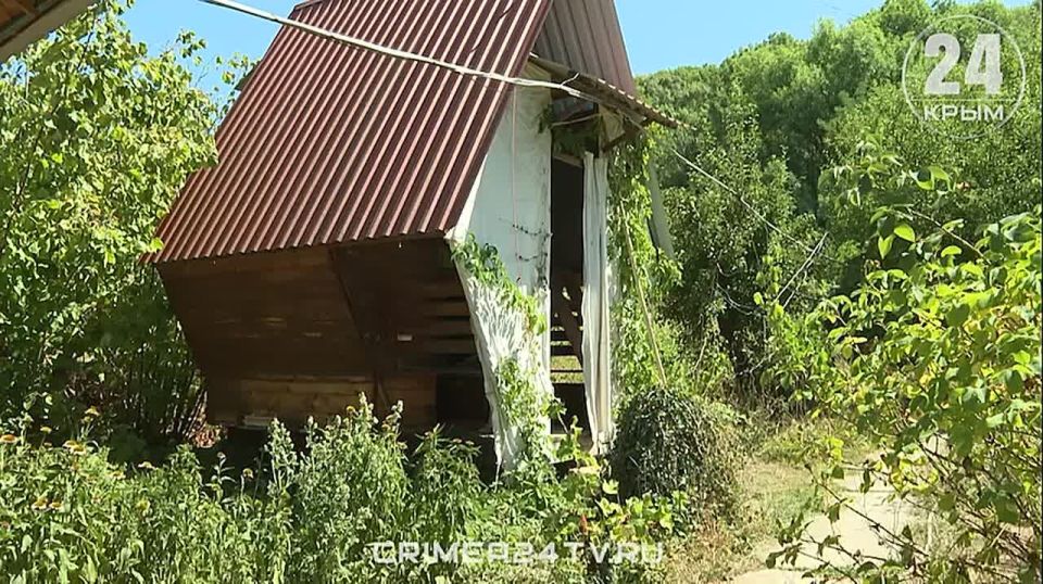 Тихое жужжание и запах прополиса: в Севастополе набирает популярность сон на ульях