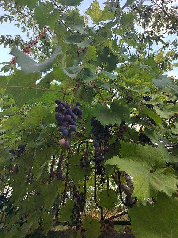 � ������ �����, ������!. � ����������� ��� �������