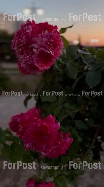 Вечерний Севастополь. ForPost