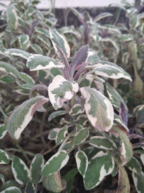 #��� �� ��������?. ��� �������� � ������������� ���������� ������ ���� ��������: �� �������-�������� �� �������-��������