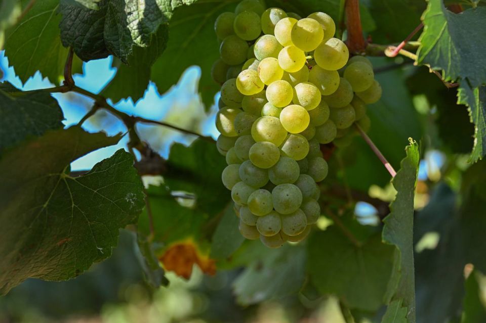 � ����������� ��������� �������� ���� ���������