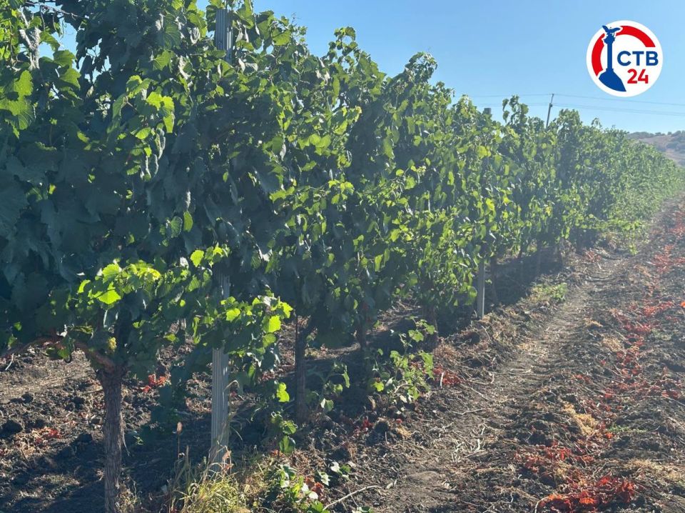 � ����������� ������������ ����� ����� ���������